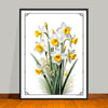 December Birth Flower Art Prints: Featuring the Holly Berry & Narcissus