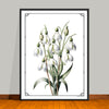 January Birth Flower Art Prints: Featuring the Carnation & Snow Drop