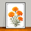 October Birth Flower Art Prints: Featuring the Cosmos & Marigold