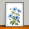 September Birth Flower Art Prints: Featuring the Morning Glory